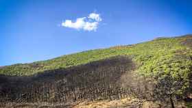 La mancha que dejaron las llamas hace un año en Sierra Bermeja.