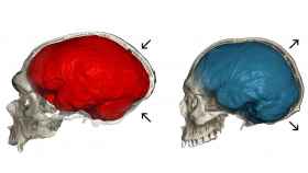 Diferencia encefálica entre un cráneo de Neandertal (izquierda) y Sapiens (derecha).