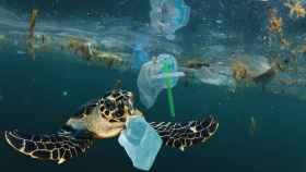 Una tortuga nadando entre residuos plásticos