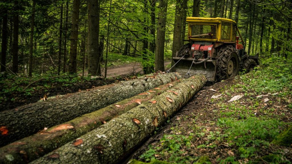 De bosques centenarios protegidos a energía 'verde': alertan de la tala  masiva de los pulmones de Europa