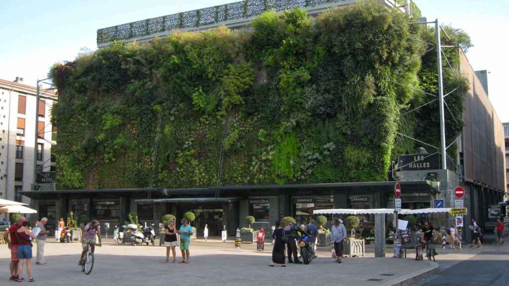 a vertical wall full of vegetation
