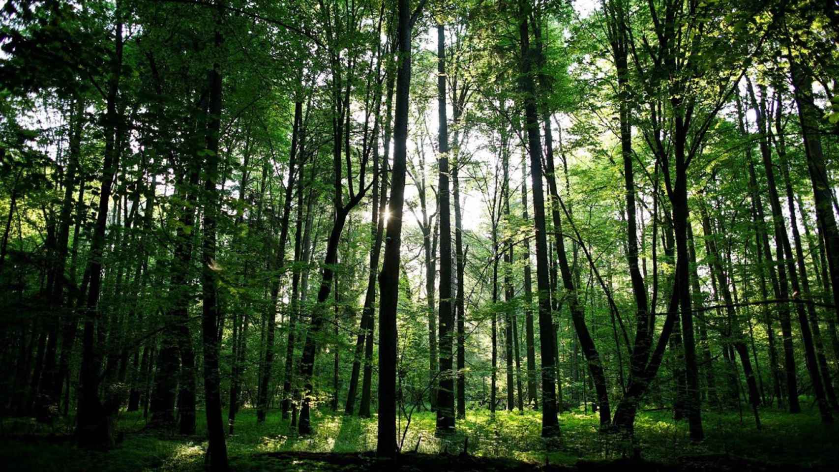 Bosque de Bialowieza, dividido administrativamente entre Polonia y Bielorrusia.