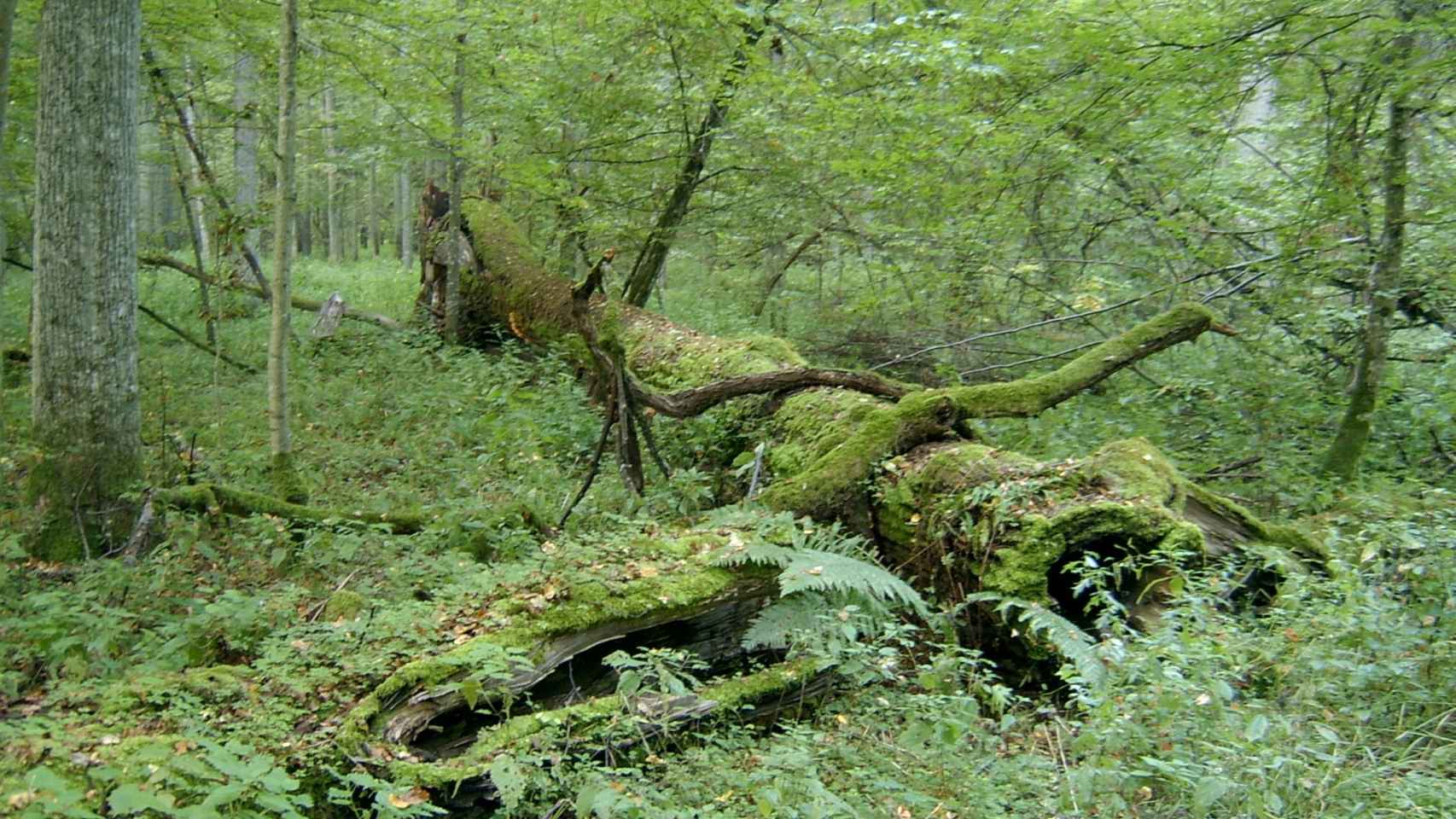 Bosque de Białowieża.