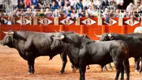 Presentación de los toros de la Feria de Salamanca