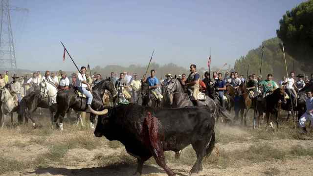 El Torneo del Toro de la Vega, en Tordesillas.