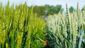 Variedad del cereal en los ensayos de Itacyl