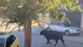 Un toro campa a sus anchas por Mocejón (Toledo)