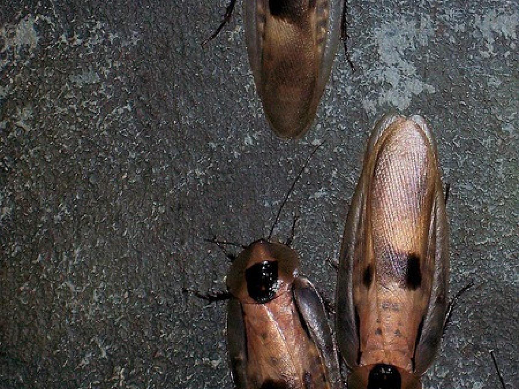 La Razón Por La Que Debes Preocuparte Si Ves A Una Cucaracha En La Pared