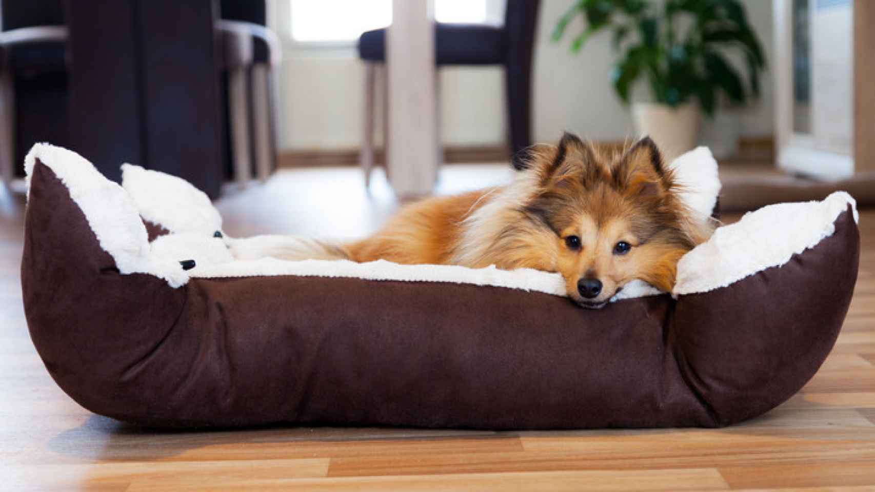 La importancia de la cama para tu perro: consejos para que la use