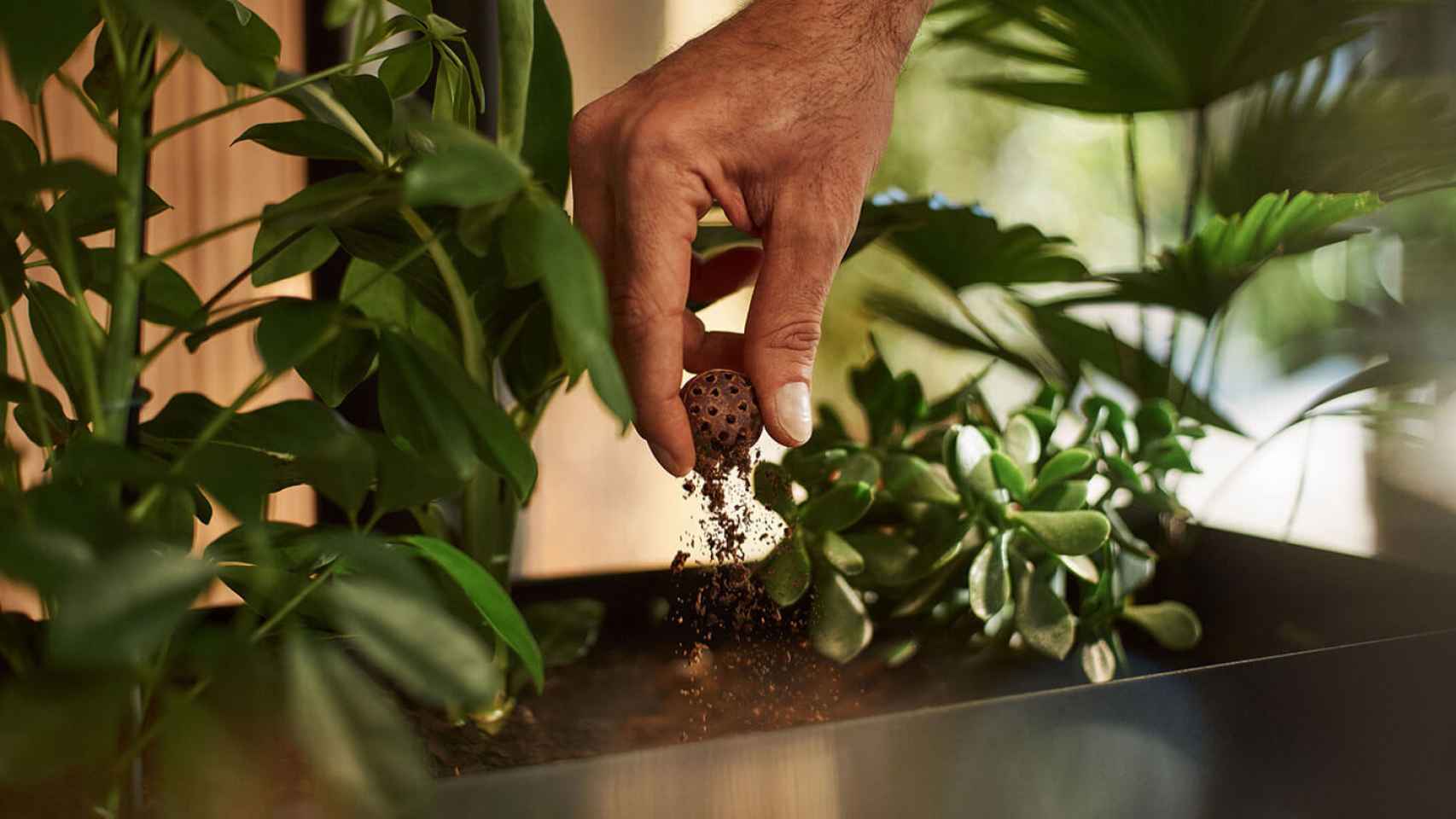 Bola de café para fertilizar las plantas