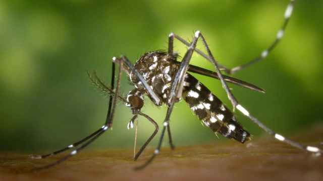 El mosquito tigre que provoca el dengue