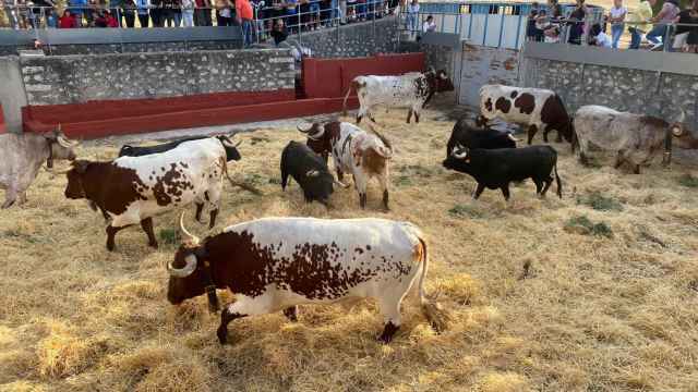 Imagen de toros y bueyes en Portillo