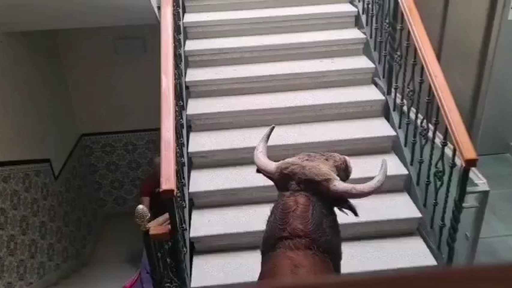 Un toro se cuela en el Ayuntamiento de Candeleda. Vídeo: Ayuntamiento de Candeleda