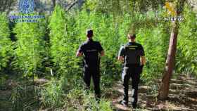 Encuentran una gigantesca plantación de marihuana en un recóndito paraje de Cuenca