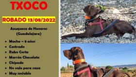 Una familia de Guadalajara ofrecen 5.000 euros a quien encuentre a su perro