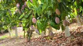 Imagen de unos mangos en el árbol.