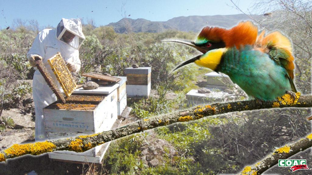 Foto de un abejaruco