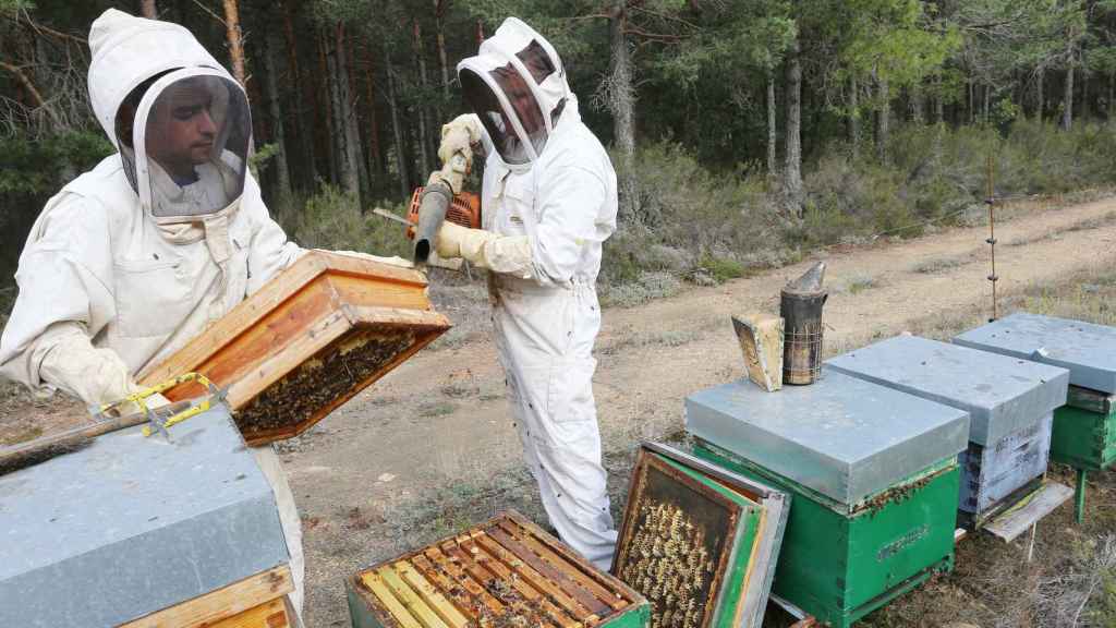 Unos apicultores de Palencia recolectan la miel al final del verano en las colmenas que tienen instaladas en el monte de Villota del Páramo