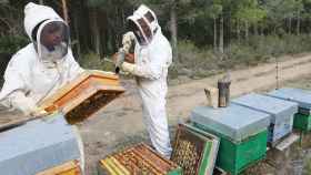Unos apicultores de Palencia recolectan la miel al final del verano en las colmenas que tienen instaladas en el monte de Villota del Páramo