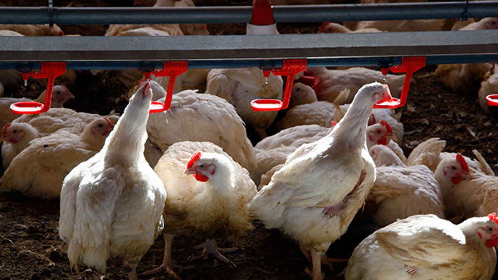 Los granjeros de pollo se unen en su grito de ayuda: Estamos pagando la factura de la inflación