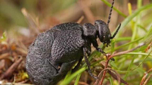 Ejemplar de Eurymeloe orobates. Foto: Alberto Sánchez-Vialas