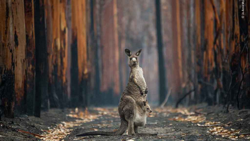 Un canguro amenazado por los incendios de Australia en 2020 (cedida).