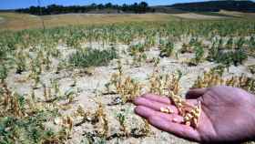 Un agricultor muestra los efectos de la sequía en su plantación de garbanzos