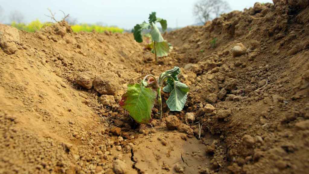 Cultivo afectado por la sequía en la provincia de León
