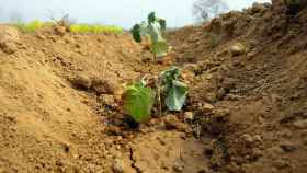 Cultivo afectado por la sequía en la provincia de León