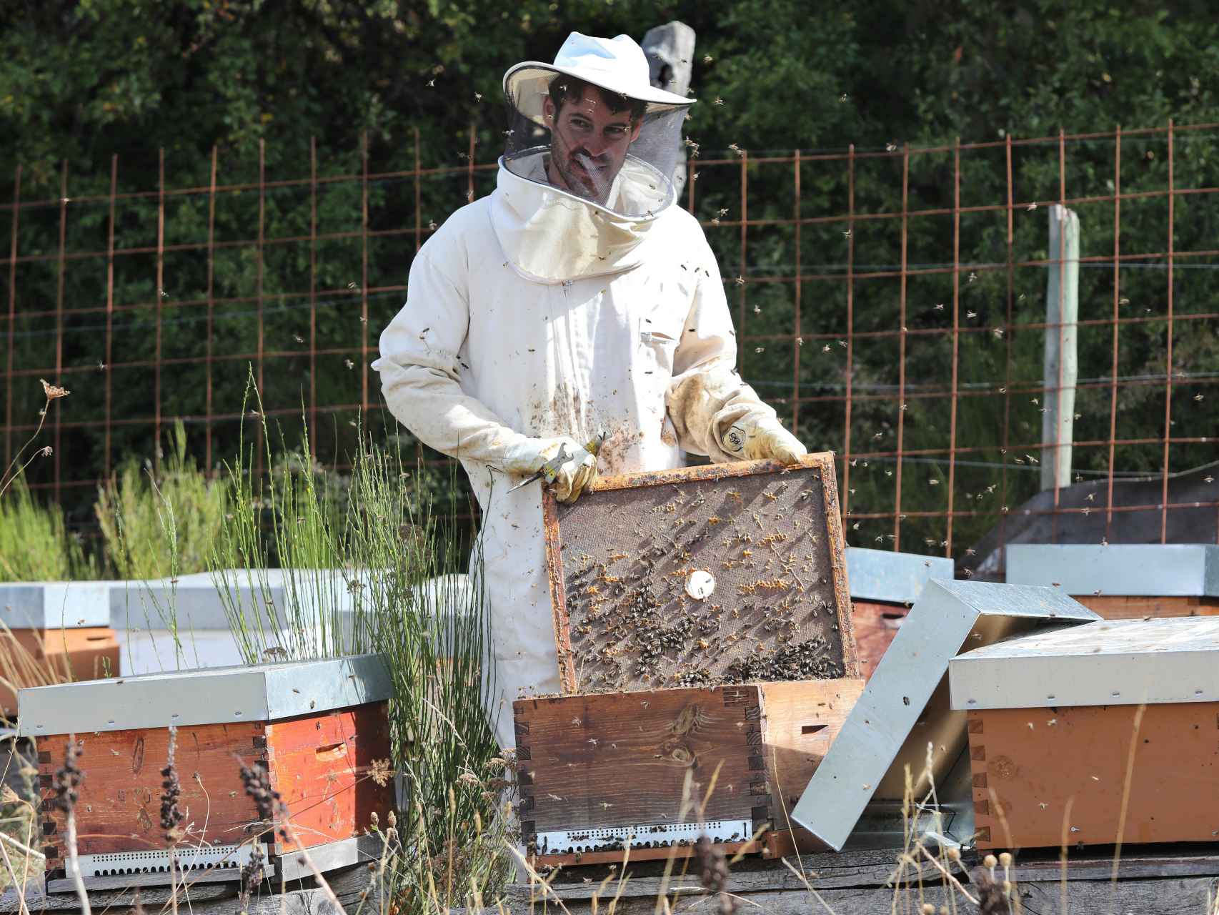 El apicultor Miguel González, en su lugar de trabajo en Celada de Robledecedo, Palencia.