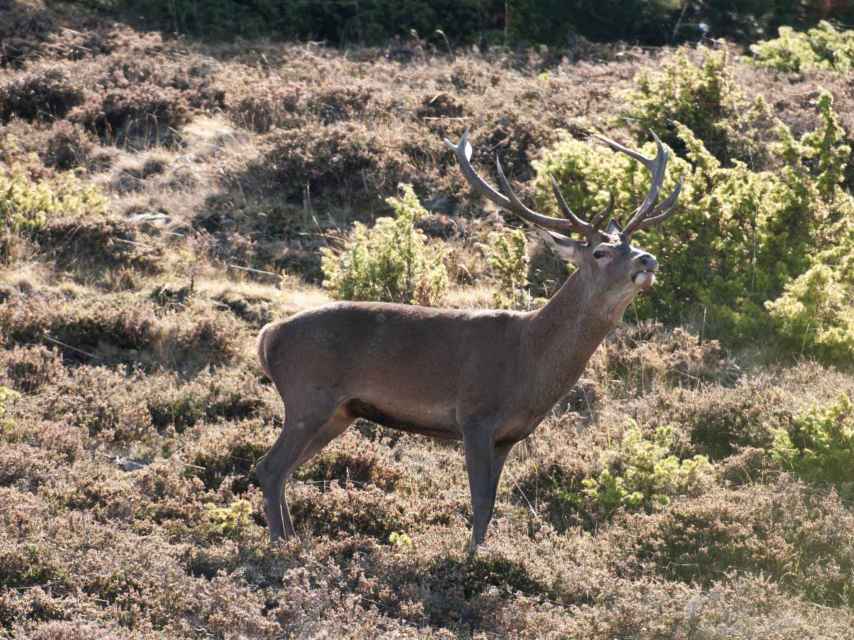 Un ciervo en la provincia de Soria durante la berrea.