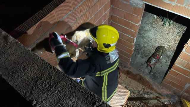 Un bombero eleva a uno de los perros atrapados.