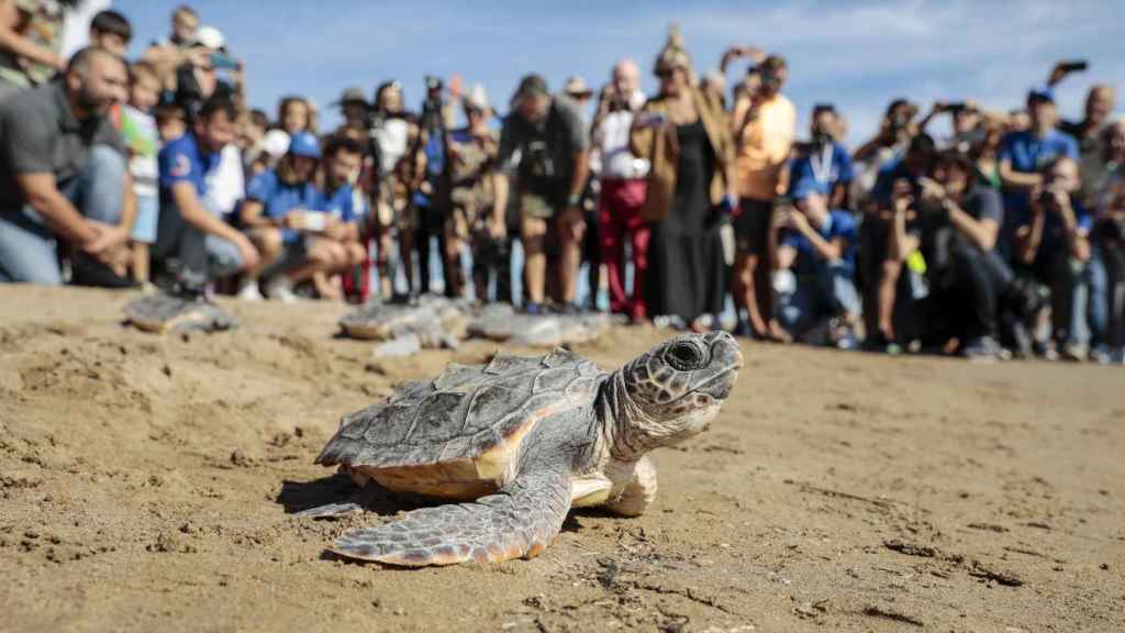 Las catorce tortugas marinas del nido de El Puig vuelven al mar.
