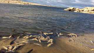 Catástrofe en el embalse de Almendra: aparecen cientos de peces muertos por el vaciado de la presa