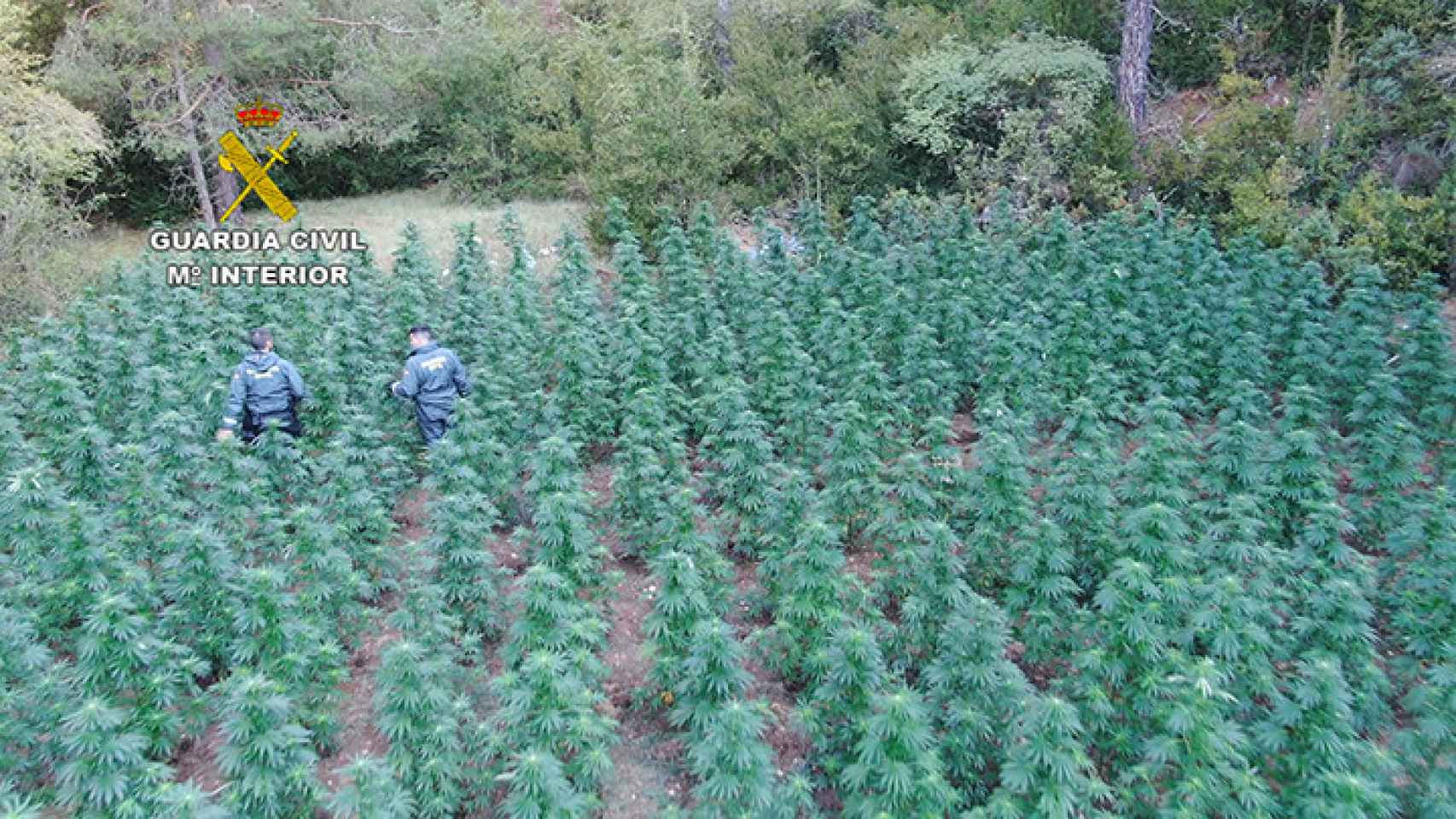 Encuentran 1.330 plantas de marihuana en un paraje de Guadalajara