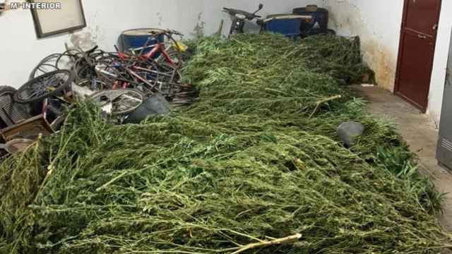 Dos detenidos por el cultivo de 50 plantas de marihuana en La Solana (Ciudad Real)