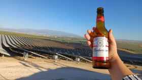 Una cerveza de Budweiser en el parque solar donde se obtiene la energía para fabricarla.