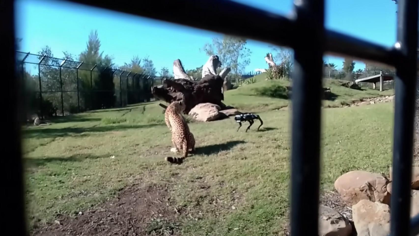 Videos pornos de animales