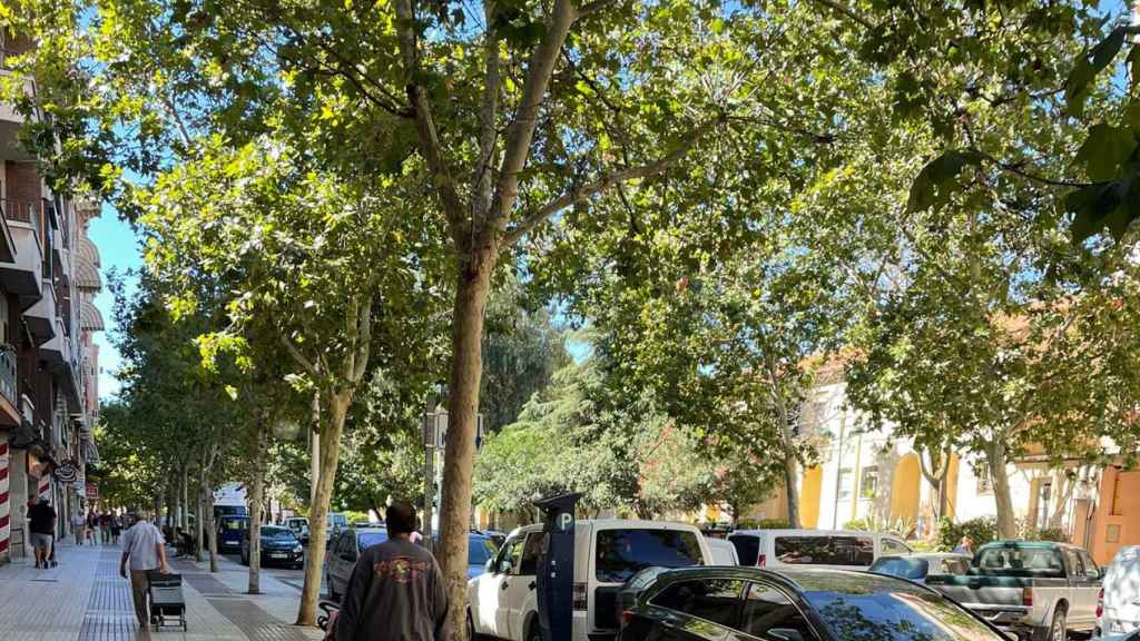 Algunos de los árboles de la calle Ancha de Puertollano (Ciudad Real).