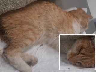 Fallece un gato en Valladolid después de todo un día agonizando en una plaza "sin ser socorrido"