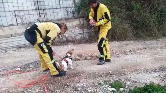 Voluntarios de USAR 13 trabajan entrenando perros de rescate en La Nucía