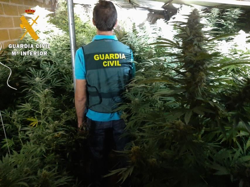 Encuentran una plantación de marihuana con 360 plantas y un kilo de  cogollos en un pueblo de Salamanca