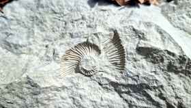 Fósil de un trilobite