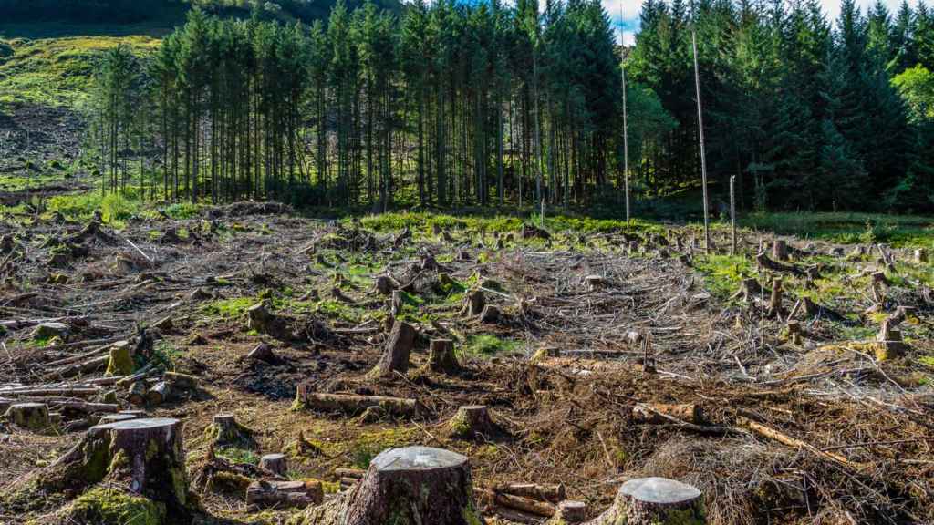 Rebelión contra la tala de árboles: Andalucía pide más árboles para luchar  contra las olas de calor