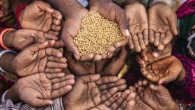Varios niños intentan recoger grano con las manos en la India
