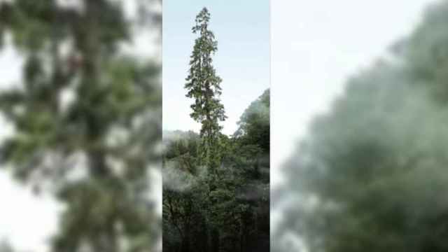 Captura de un vídeo en el que se ve la imagen del árbol chino que mide más de 83 metros.