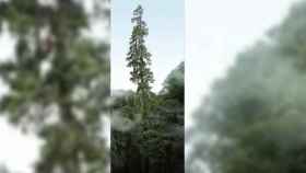 Captura de un vídeo en el que se ve la imagen del árbol chino que mide más de 83 metros.