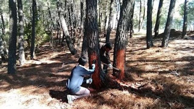 Se buscan trabajadores para un oficio tradicional en auge en Guadalajara