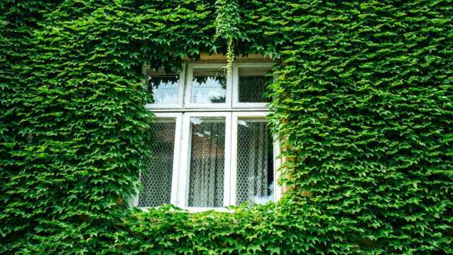 La ventana de una casa en una fachada llena de hojas.
