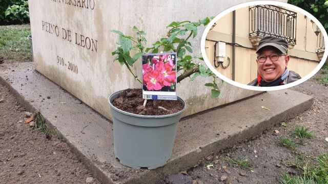 Norman Sinclair y las rosas peregrinas plantadas en León
